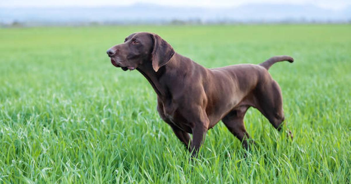 Snapshot of the intriguing German Longhaired Pointer, scientifically named Canis lupus.