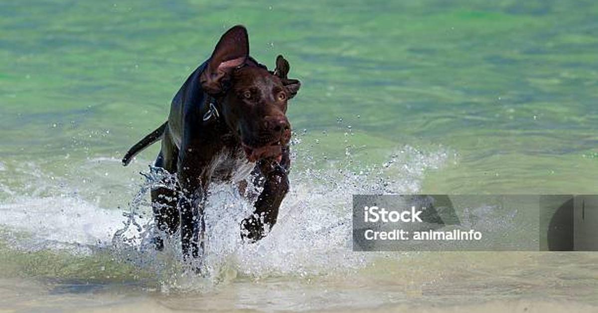 Captured moment of the German Longhaired Pointer, in Indonesia known as Anjing Pointer Jerman Berambut Panjang.