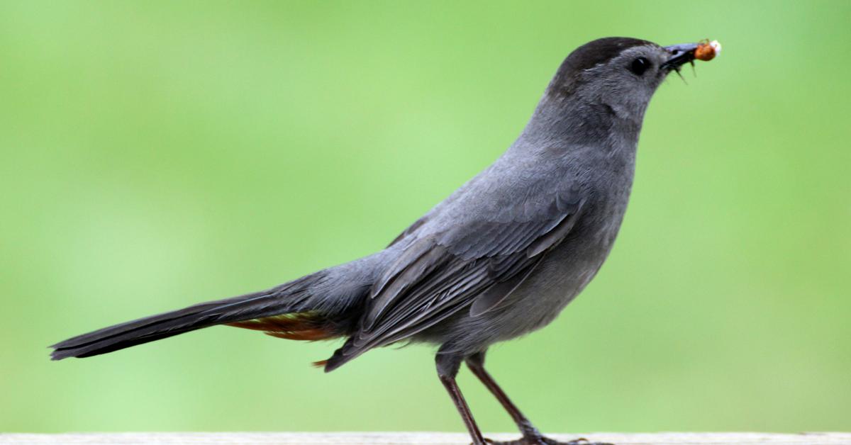 The Gray Catbird, a beautiful species also known as Burung Kicau Kelabu in Bahasa Indonesia.