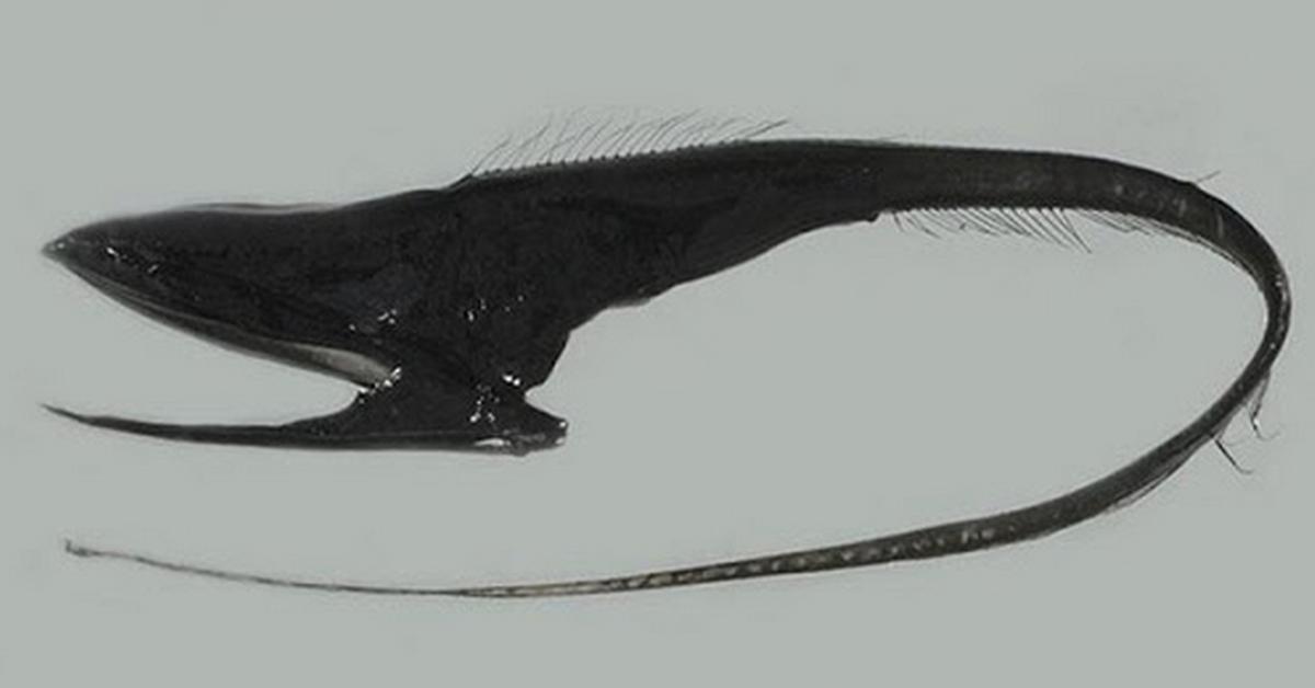 Striking appearance of the Gulper Eel, known in scientific circles as Eurypharynx pelecanoides.