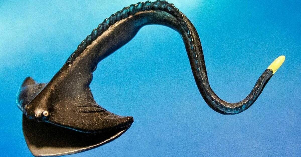 Vivid image of the Gulper Eel, or Belut Gulper in Indonesian context.