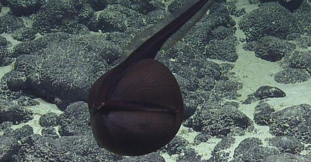 Captivating view of the Gulper Eel, known in Bahasa Indonesia as Belut Gulper.