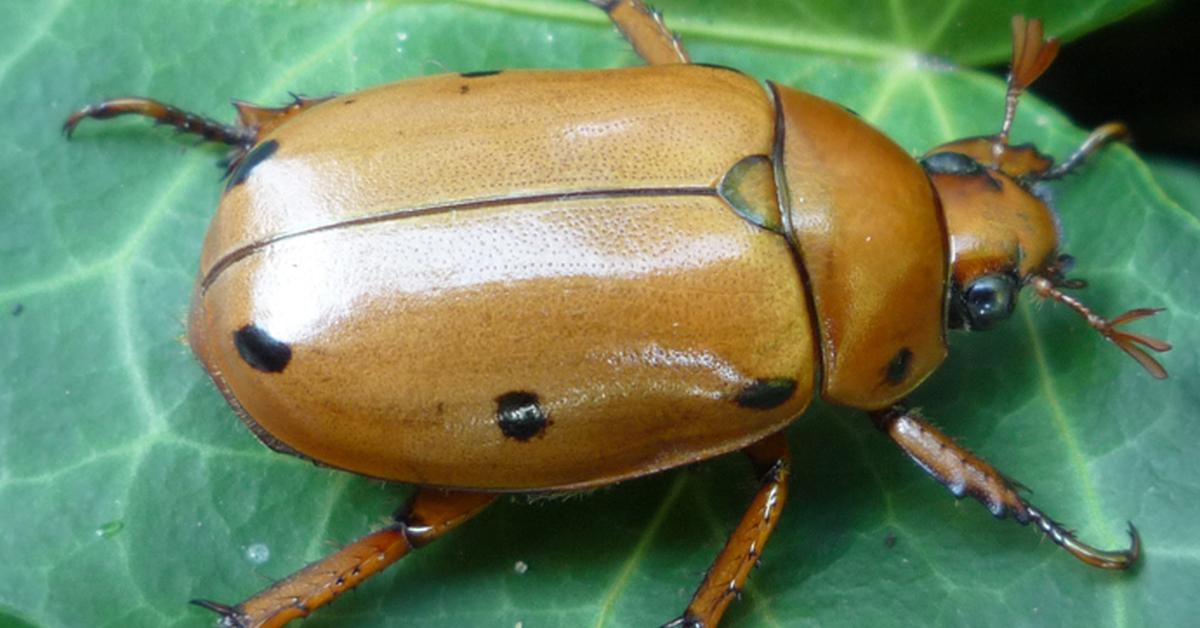 The Grapevine Beetle, a species known as Pelidnota punctata, in its natural splendor.