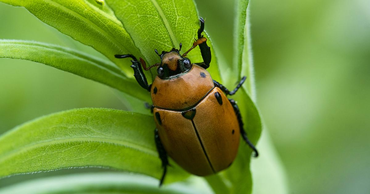 Graceful Grapevine Beetle, a creature with the scientific name Pelidnota punctata.