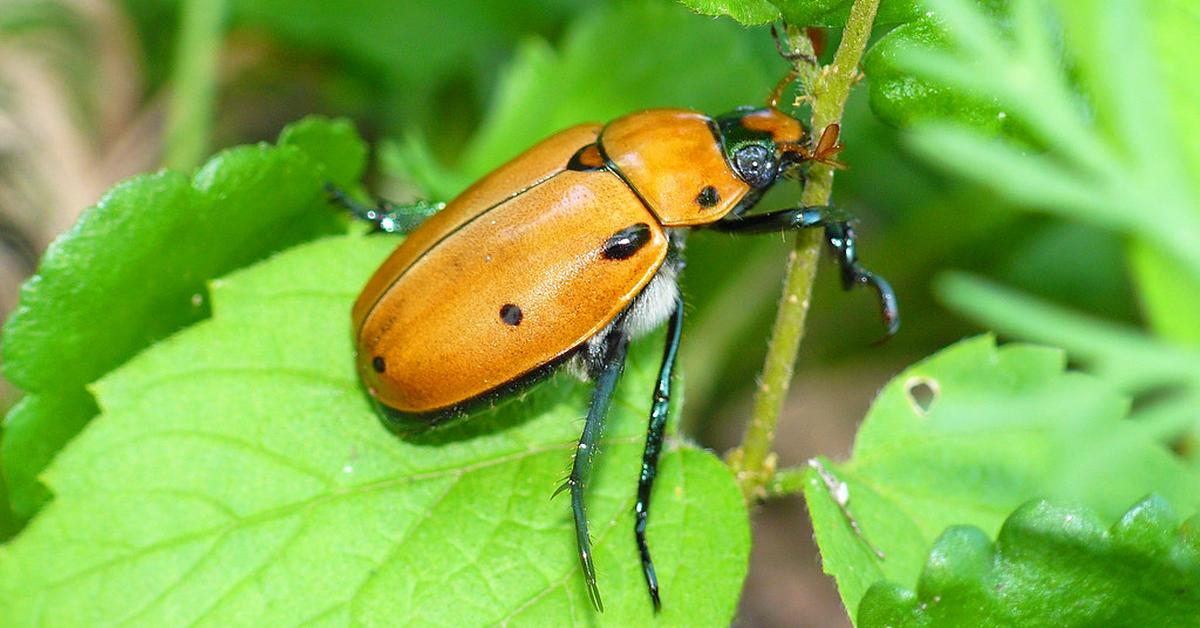 Image of the Grapevine Beetle (Pelidnota punctata), popular in Indonesia as Kumbang Anggur.