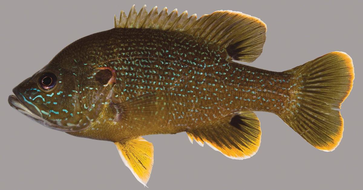 Splendid image of the Green Sunfish, with the scientific name Lepomis cyanellus.