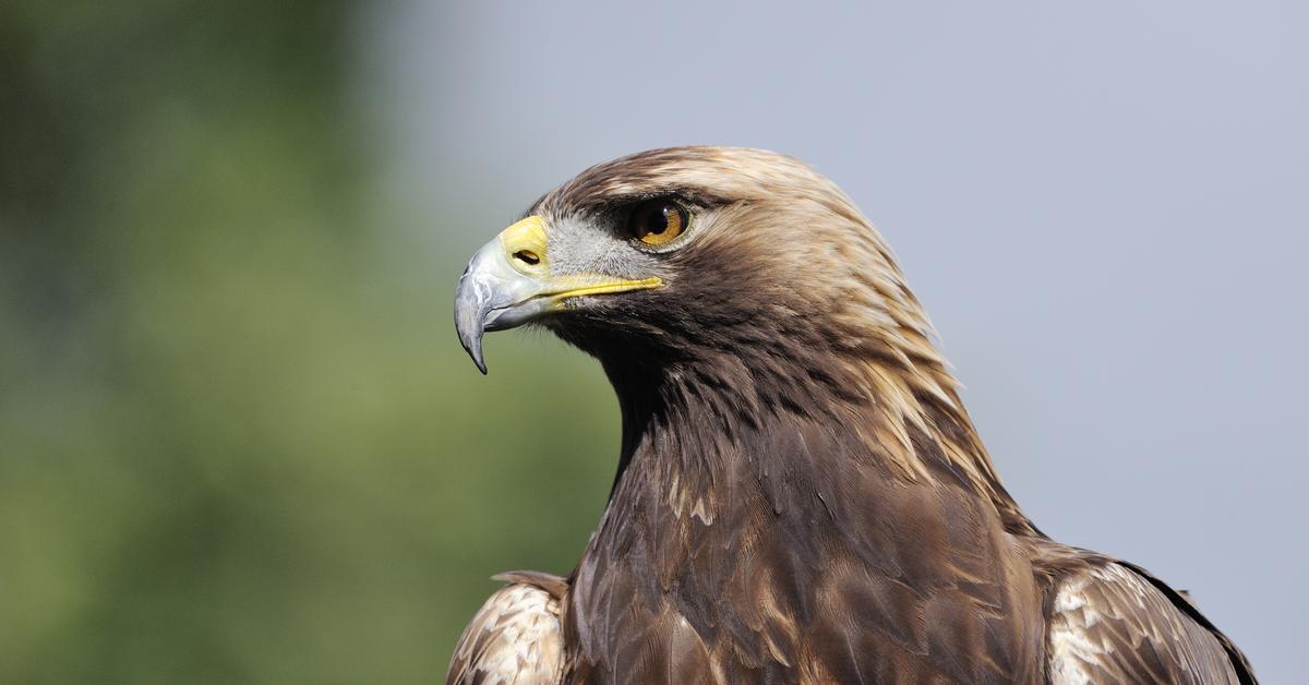 Close encounter with the Golden Eagle, scientifically called Aquila Chrysaetos.