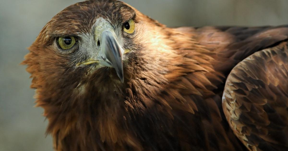 Enchanting Golden Eagle, a species scientifically known as Aquila Chrysaetos.