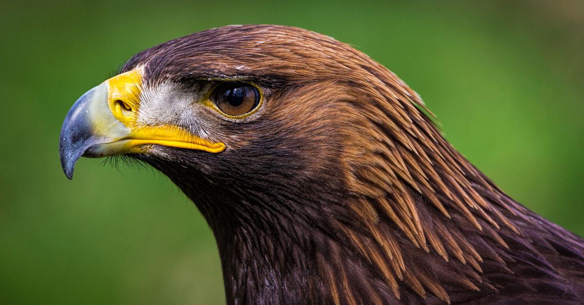 Enchanting Golden Eagle, a species scientifically known as Aquila Chrysaetos.