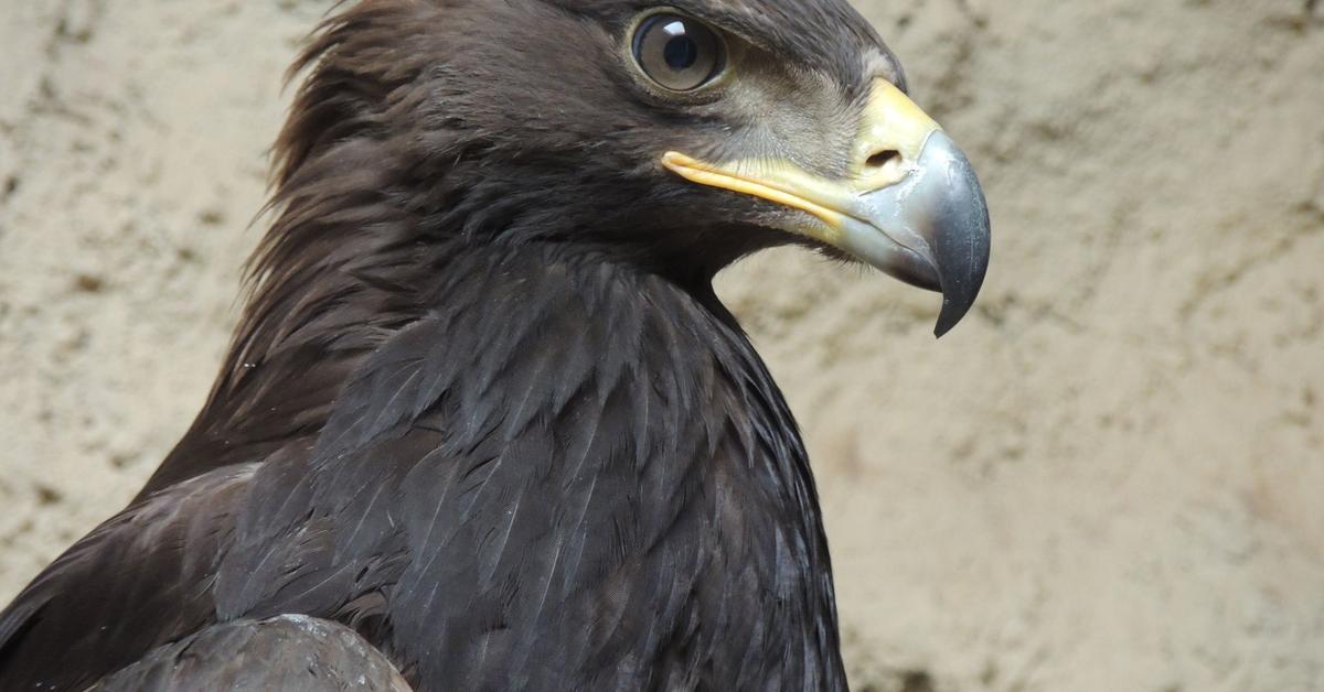 Vibrant snapshot of the Golden Eagle, commonly referred to as Elang Emas in Indonesia.