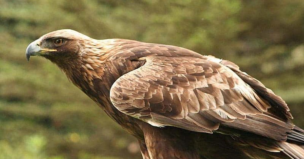 Detailed shot of the Golden Eagle, or Aquila Chrysaetos, in its natural setting.