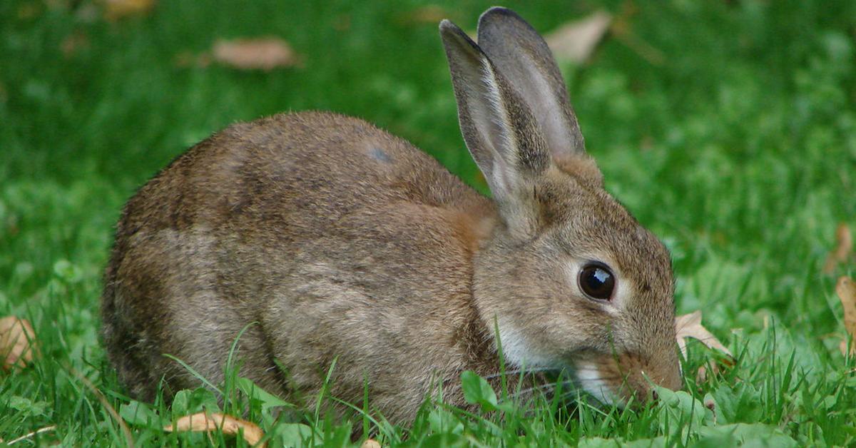 Photogenic Harlequin Rabbit, scientifically referred to as Oryctolagus cuniculus.