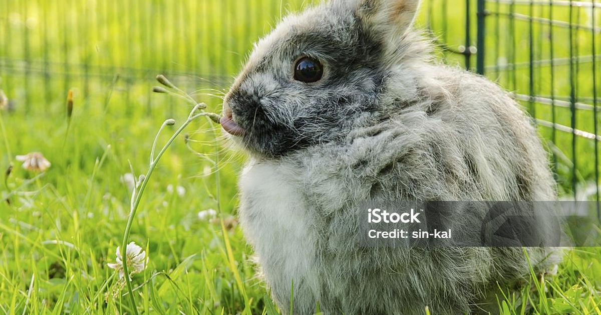 The majestic Harlequin Rabbit, also called Kelinci Harlequin in Indonesia, in its glory.