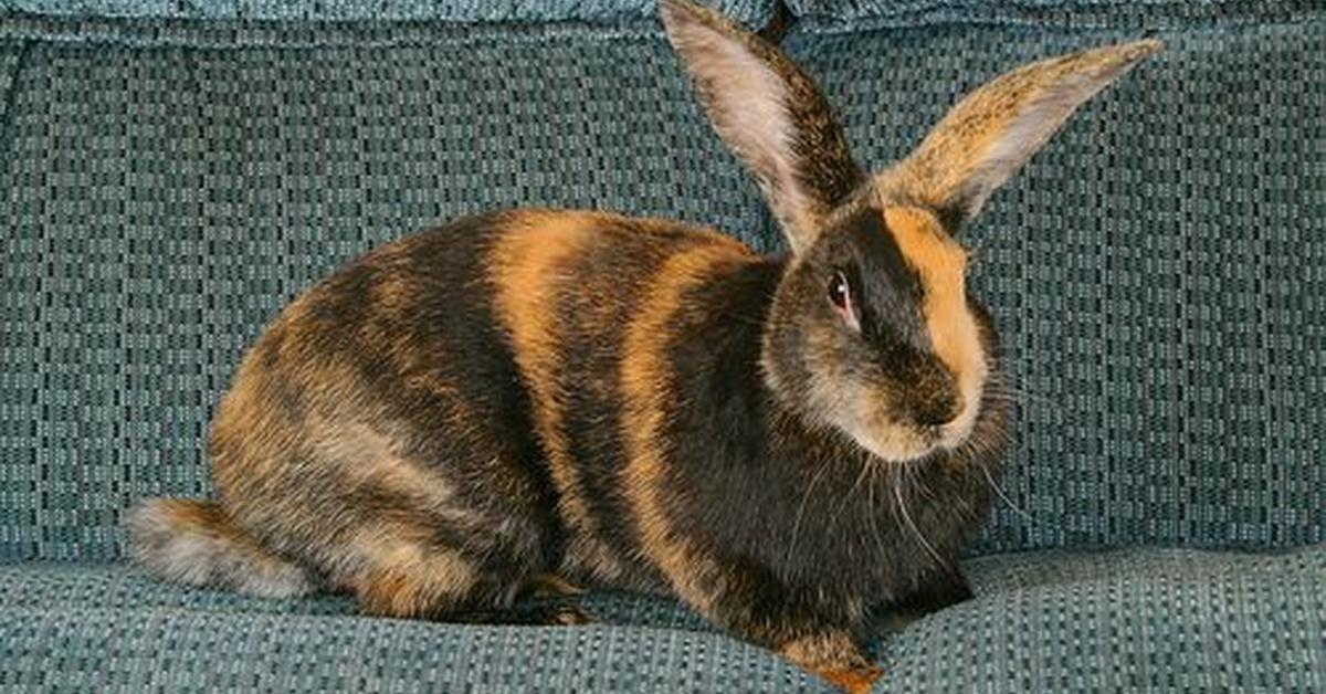 Picture of Harlequin Rabbit, known in Indonesia as Kelinci Harlequin.