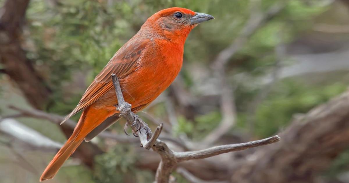 Visual of Hepatic Tanager, or Tangara Hati in Indonesian, showcasing its beauty.