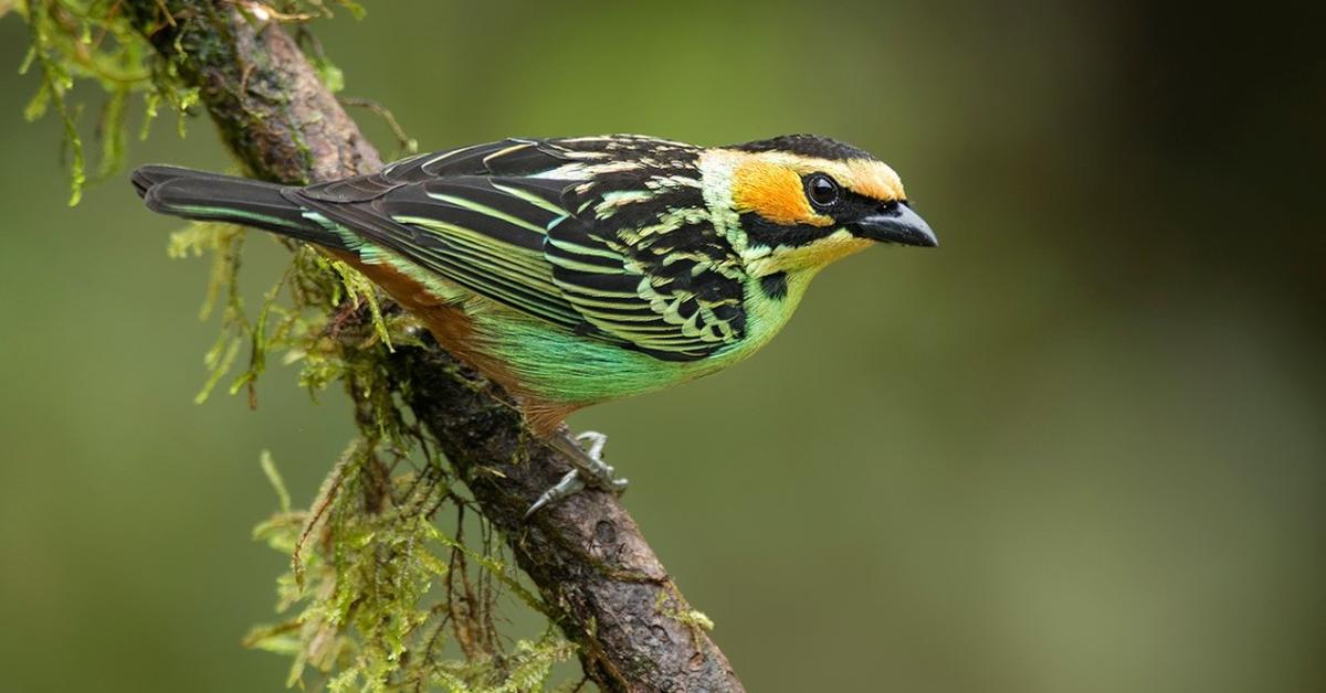 Captivating shot of the Hepatic Tanager, or Tangara Hati in Bahasa Indonesia.