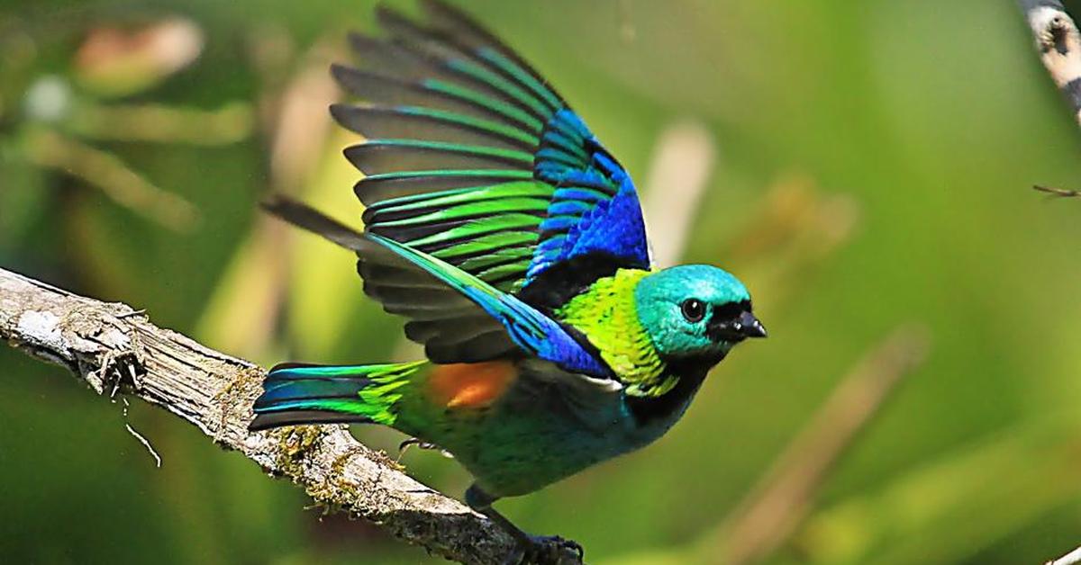 Image of the Hepatic Tanager (Piranga Flava), popular in Indonesia as Tangara Hati.