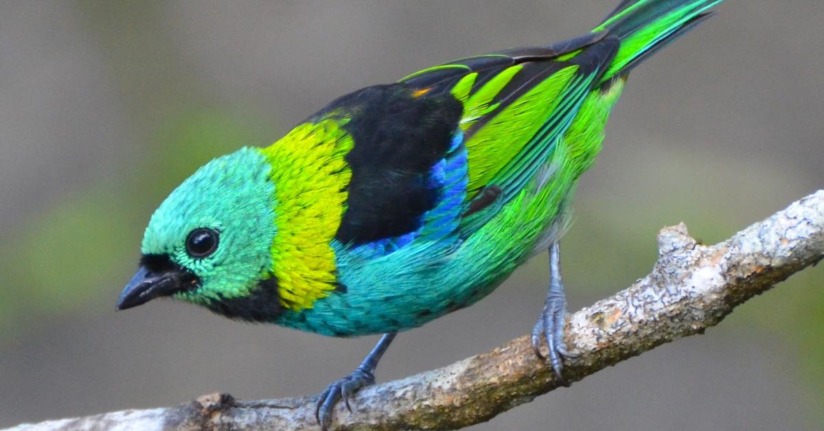 Glimpse of the Hepatic Tanager, known in the scientific community as Piranga Flava.