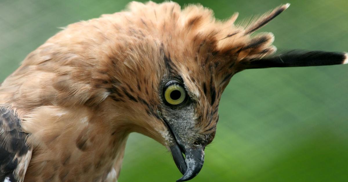 Iconic view of the Hawk, or Buteo, in its habitat.