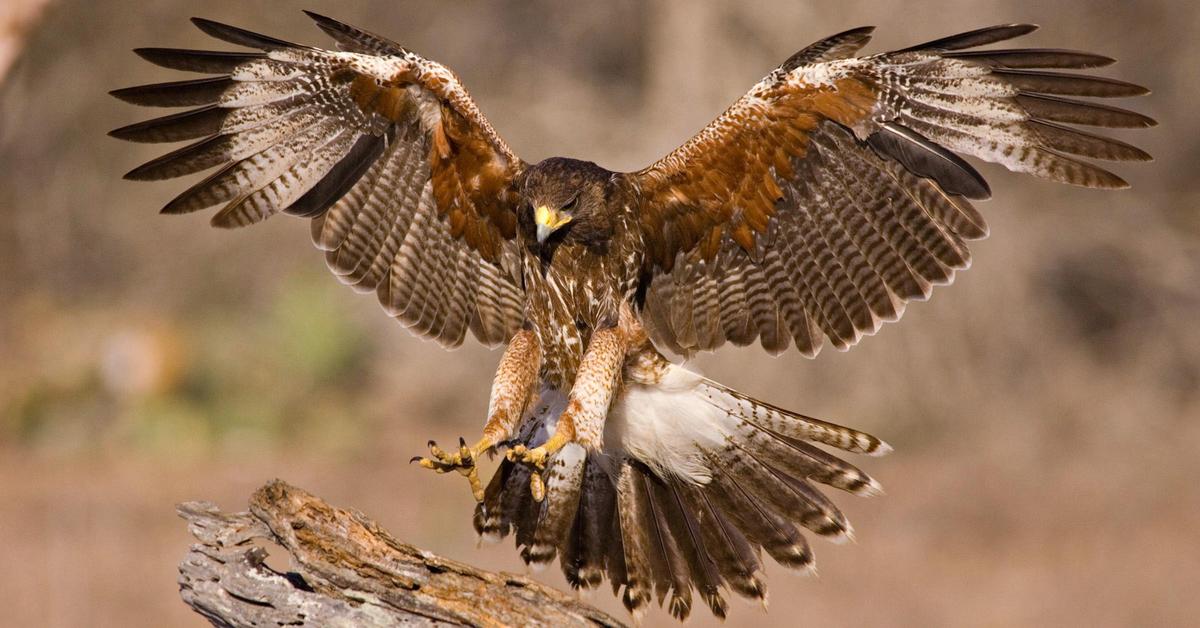 The Hawk, a beautiful species also known as Elang in Bahasa Indonesia.