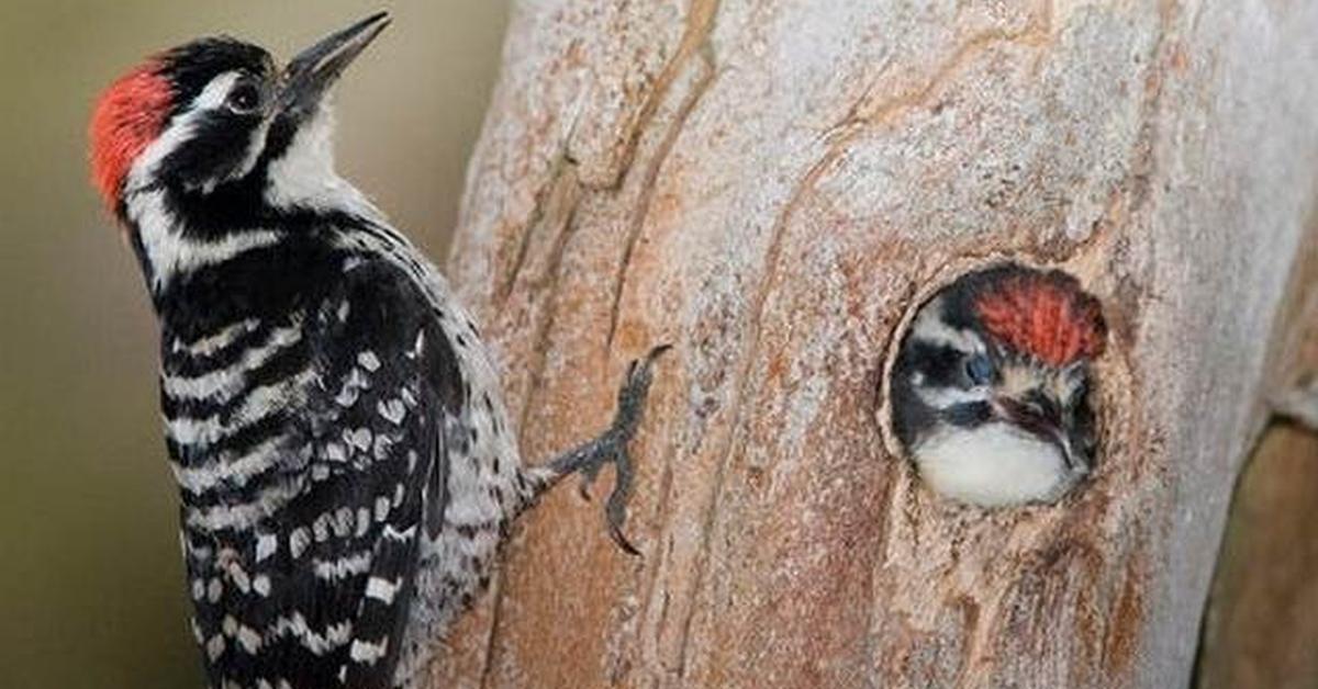 Vibrant snapshot of the Hairy Woodpecker, commonly referred to as Burung Pelatuk Berbulu in Indonesia.