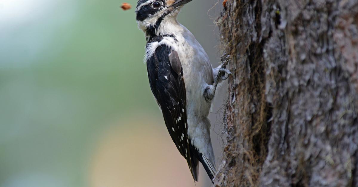 Elegant Hairy Woodpecker in its natural habitat, called Burung Pelatuk Berbulu in Indonesia.