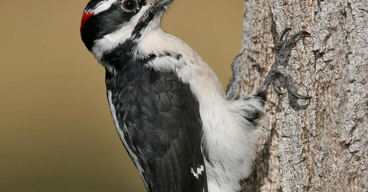 Unique portrayal of the Hairy Woodpecker, also called Burung Pelatuk Berbulu in Bahasa Indonesia.