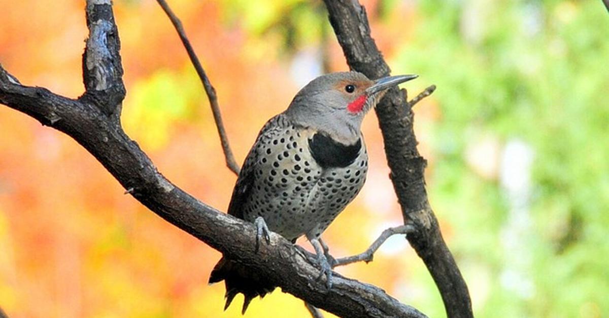 Photographic depiction of the unique Hairy Woodpecker, locally called Burung Pelatuk Berbulu.