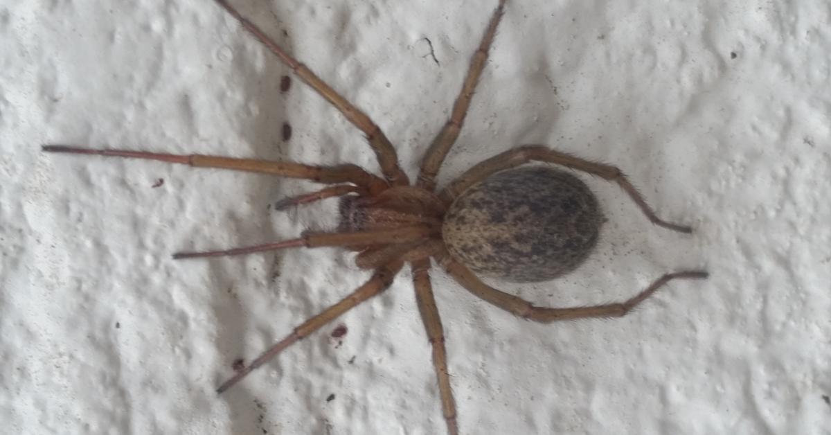 Visual of Hobo Spider, or Laba-laba Hobo in Indonesian, showcasing its beauty.