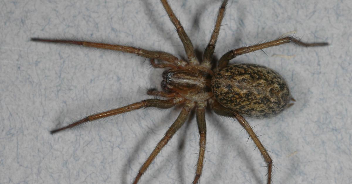 Vivid image of the Hobo Spider, or Laba-laba Hobo in Indonesian context.