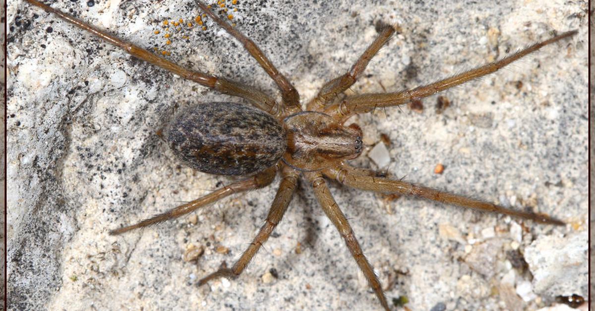 Snapshot of the intriguing Hobo Spider, scientifically named Eratigena agrestis.