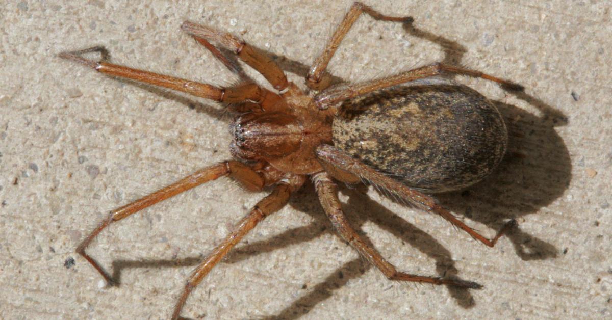 Photographic depiction of the unique Hobo Spider, locally called Laba-laba Hobo.