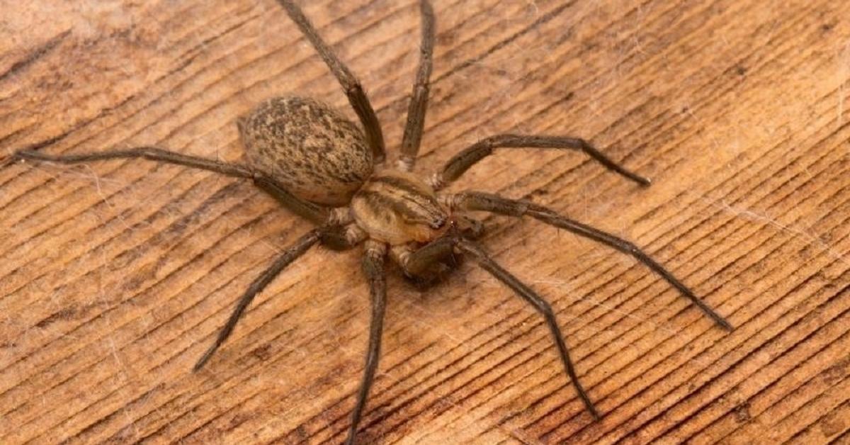 Photograph of the unique Hobo Spider, known scientifically as Eratigena agrestis.