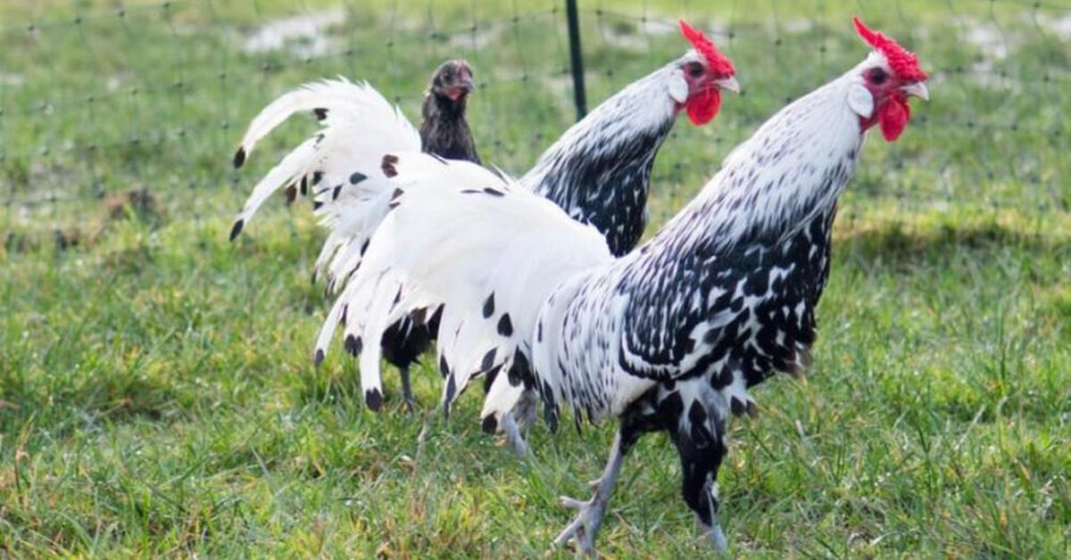 The Hamburg Chicken, a beautiful species also known as Ayam Hamburg in Bahasa Indonesia.