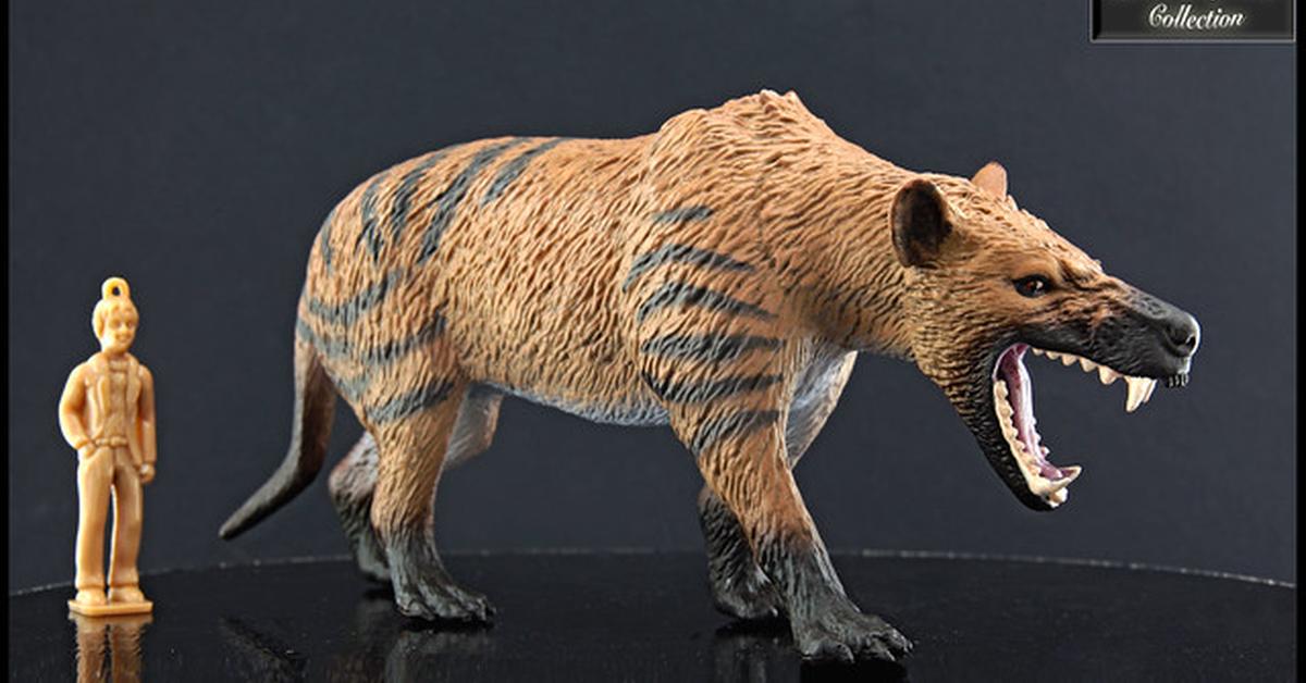 A look at the Hyaenodon, also recognized as Hyaenodon in Indonesian culture.