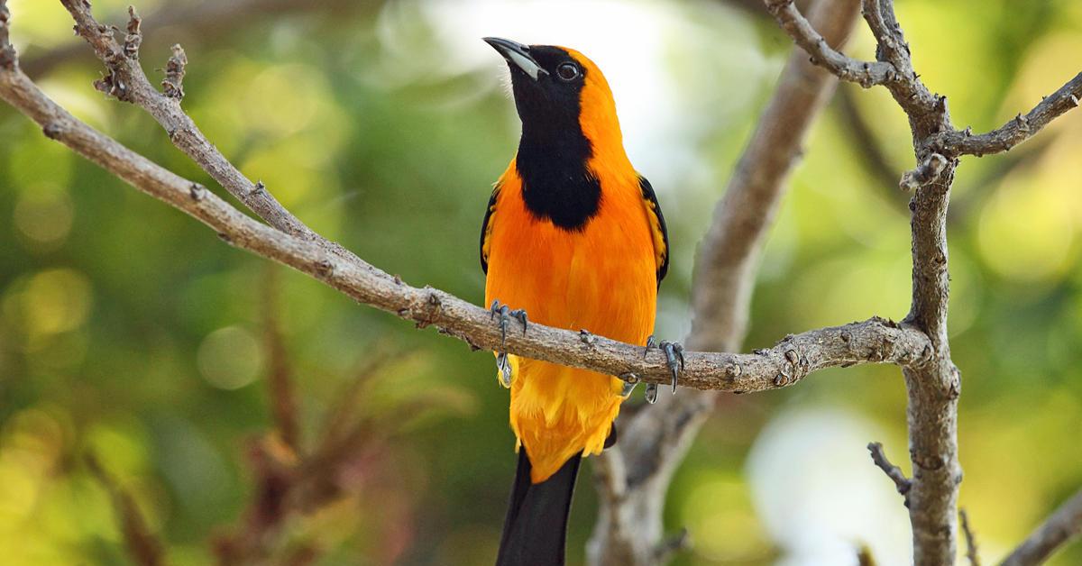 Natural elegance of the Hooded Oriole, scientifically termed Icterus cucullatus.