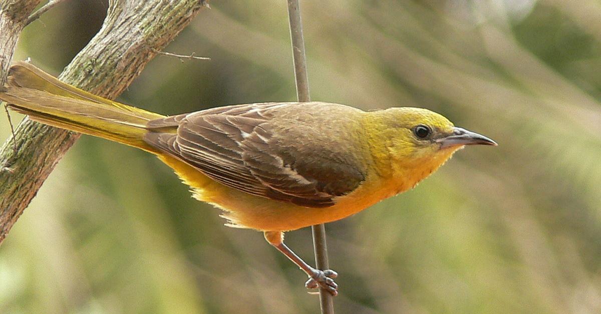 Captured elegance of the Hooded Oriole, known in Indonesia as Burung Kuntul Topi.