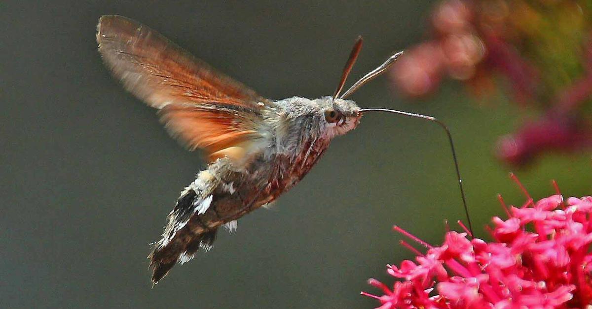 Vivid image of the Hummingbird Hawk-Moth, or Kupu-kupu Kolibri in Indonesian context.