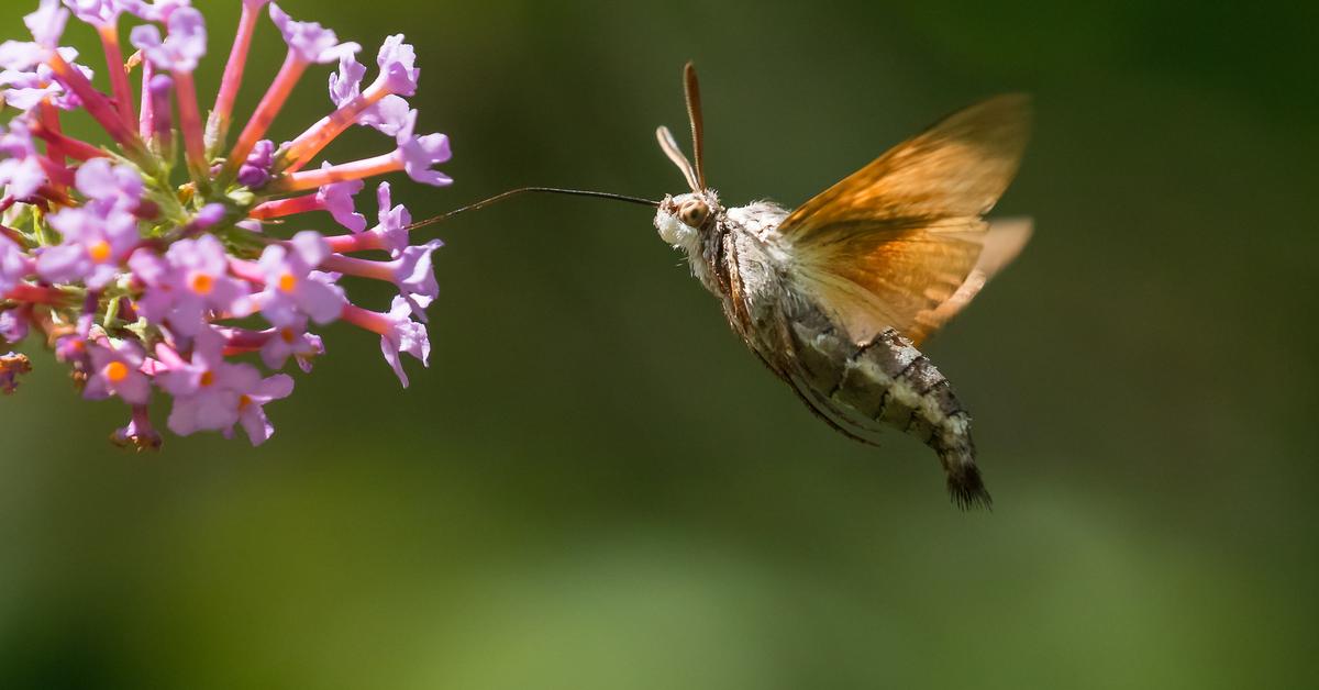 Image of the Hummingbird Hawk-Moth (Macroglossum stellatarum), popular in Indonesia as Kupu-kupu Kolibri.