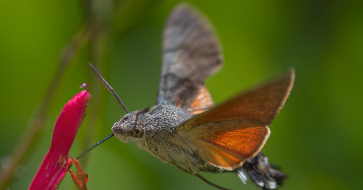 Vivid image of the Hummingbird Hawk-Moth, or Kupu-kupu Kolibri in Indonesian context.