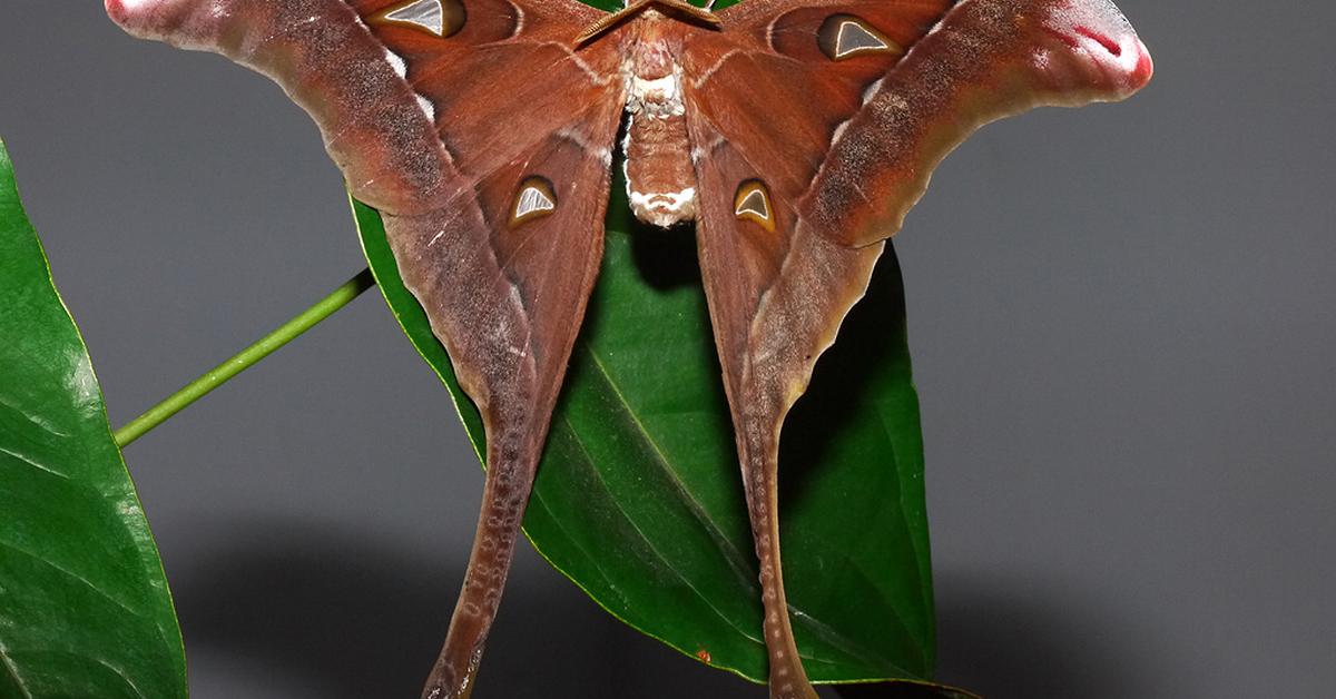 Unique portrayal of the Hercules Moth, also called Kupu-kupu Hercules in Bahasa Indonesia.