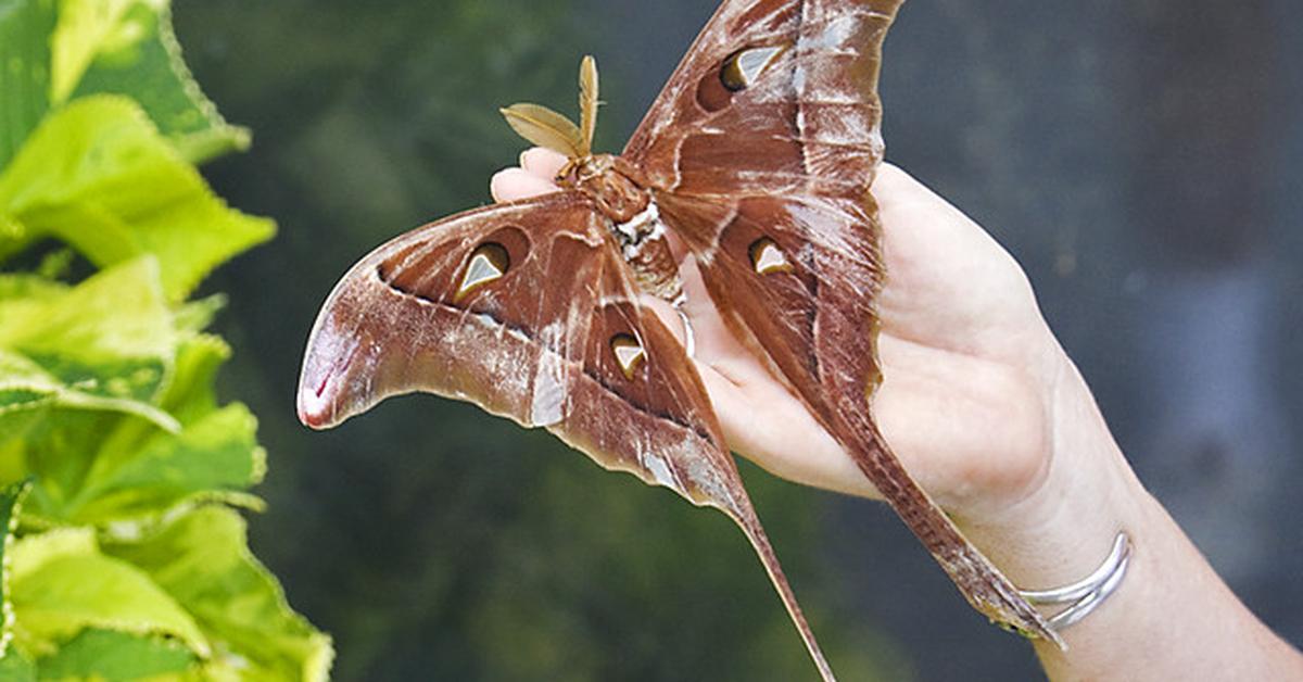 Elegant Hercules Moth in its natural habitat, called Kupu-kupu Hercules in Indonesia.