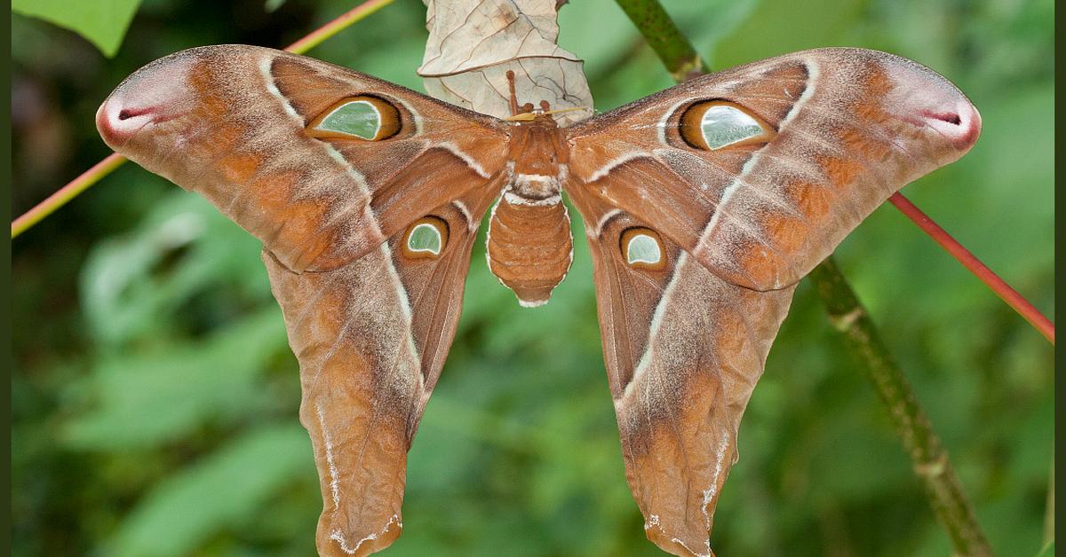 Photograph of the unique Hercules Moth, known scientifically as Coscinocera hercules.