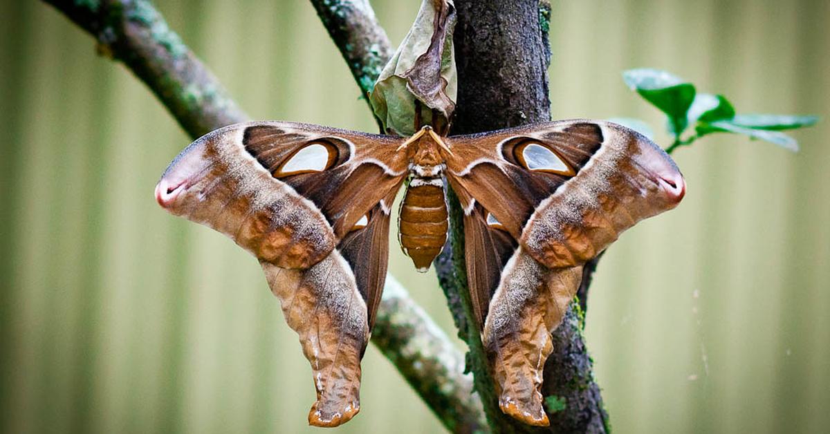 Image showcasing the Hercules Moth, known in Indonesia as Kupu-kupu Hercules.