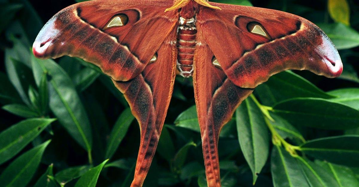 Visual of Hercules Moth, or Kupu-kupu Hercules in Indonesian, showcasing its beauty.