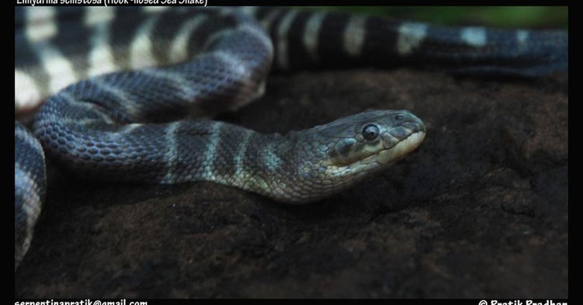 Close-up view of the Hook-Nosed Sea Snake, known as Ular Laut Berhidung Kait in Indonesian.