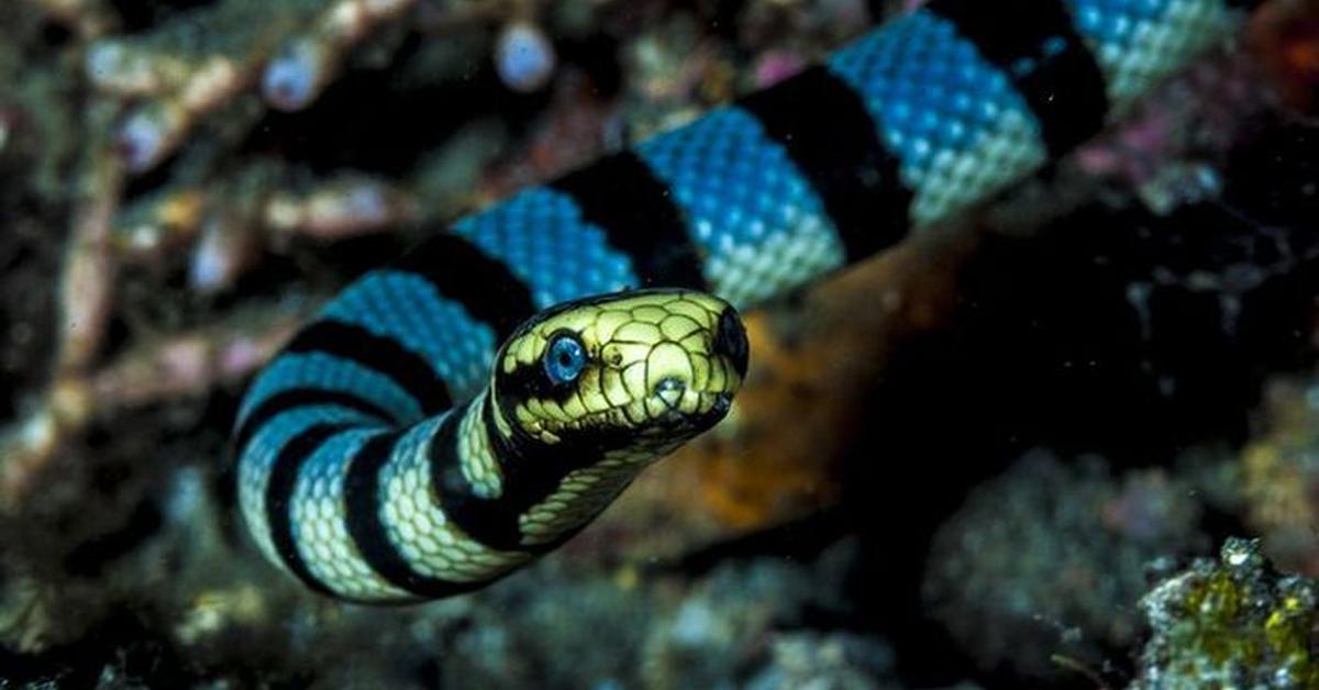 Elegant Hook-Nosed Sea Snake in its natural habitat, called Ular Laut Berhidung Kait in Indonesia.