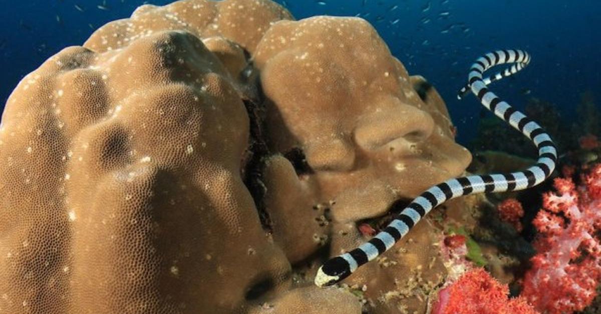 Close-up view of the Hook-Nosed Sea Snake, known as Ular Laut Berhidung Kait in Indonesian.