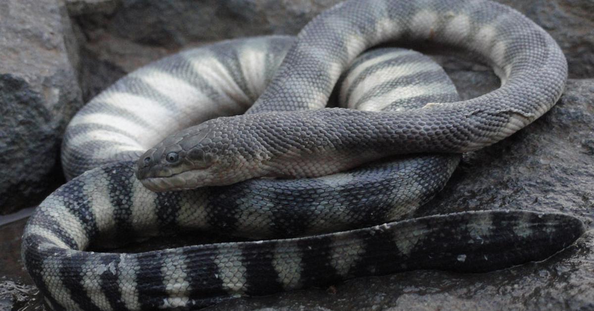 Visual representation of the Hook-Nosed Sea Snake, recognized in Indonesia as Ular Laut Berhidung Kait.