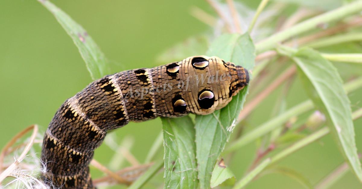 The elegant Hawk Moth Caterpillar (Sphingidae), a marvel of nature.